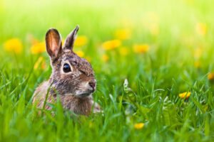 brown rabbit in grass with some blurred yellow flowers in the background