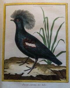 Georges-Louis Leclerc, comte de Buffon: Faisan couronné des Indes, from Histoire Naturelle Des Oiseaux (Paris, 1770-1786)