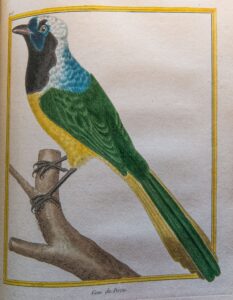 Georges-Louis Leclerc, comte de Buffon: Geai du Pérou, from Histoire Naturelle Des Oiseaux (Paris, 1770-1786)