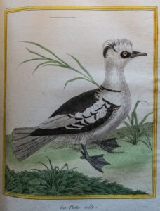 Georges-Louis Leclerc, comte de Buffon: La Piette mâle, from Histoire Naturelle Des Oiseaux (Paris, 1770-1786)