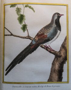 Georges-Louis Leclerc, comte de Buffon: Tourterelle à Cravate noire, du Cap de Bonne Espérance, from Histoire Naturelle Des Oiseaux (Paris, 1770-1786)