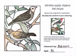 Two birds standing on two branches, one is coloured with dark brown winds, lighter brown stomach and a light orange face. The other has brown and orange wings, light brown stomach and brown face. The leaves are coloured green. An original of the drawing is alongside.